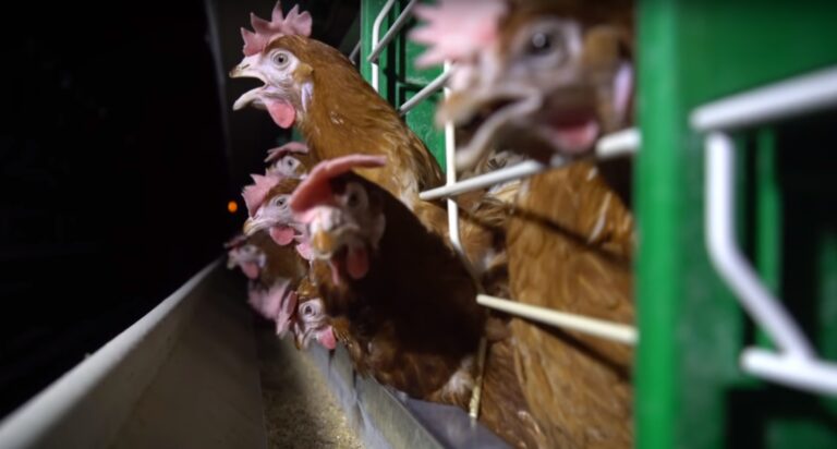 Investigación revela las deficientes condiciones de vida de las gallinas ponedoras del supermercado Líder