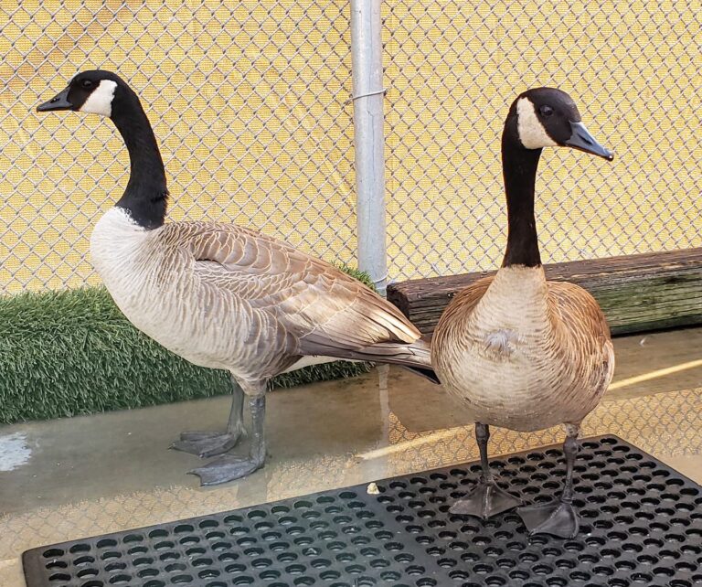 Aves sufrieron de sobredosis de pastillas