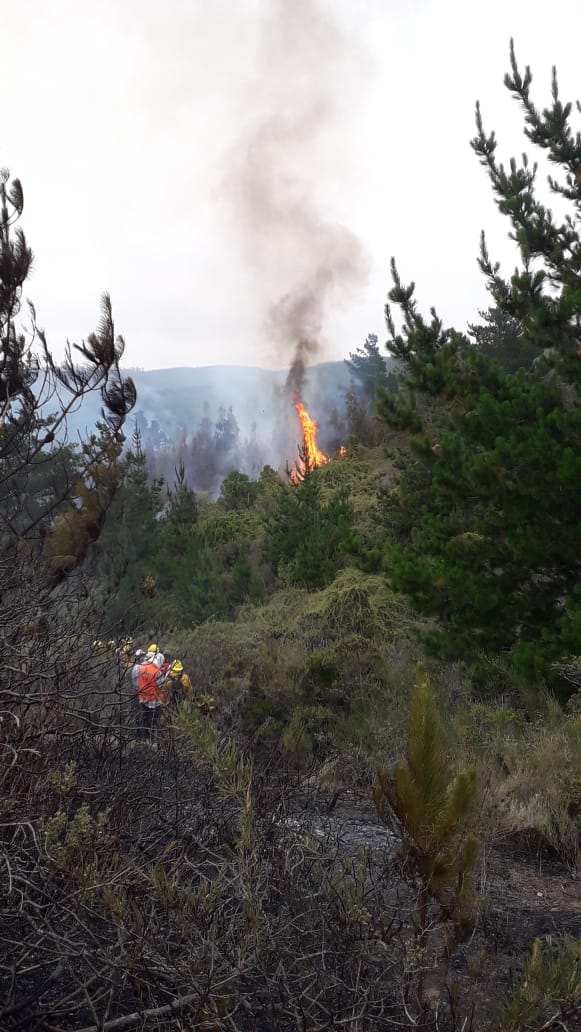 Declaran alerta roja para la comuna de Pichilemu por incendio forestal