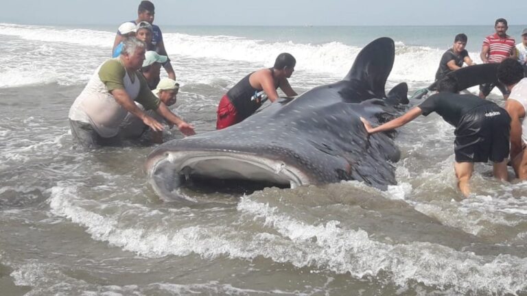 Gigante tiburón ballena es devuelto al mar por turistas y pescadores