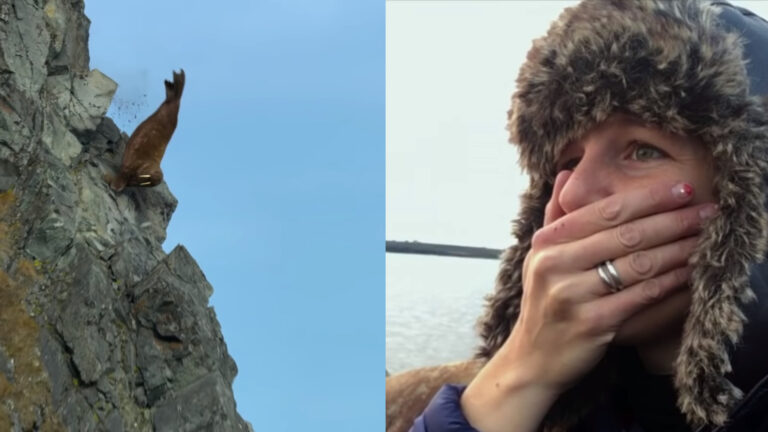 Morsas cayendo al vacío: Documentalistas captan con horror una desgarradora prueba del cambio climático