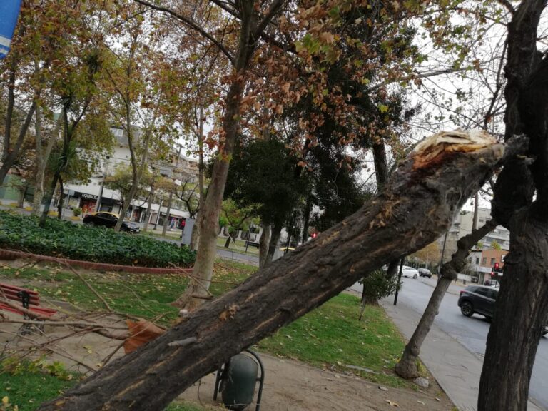 Cortes de luz, semáforos apagados y árboles caídos por ráfagas de viento en Santiago