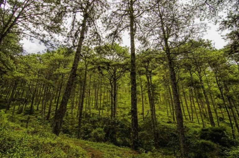 Filipinas aprueba ley que obliga a estudiantes a plantar 10 árboles como requisito para graduarse