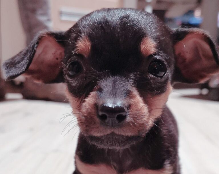 Estudio sostiene que llevar perros a la oficina reduce el estrés y eleva la productividad