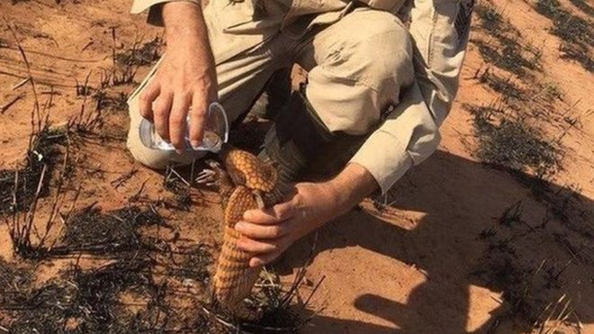 Imagen del día: Bombero brasileño asiste a un armadillo afectado por los incendios del Amazonas