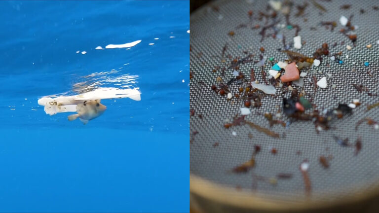 Del basurero a tu plato: Descubren microplásticos en concentraciones 
