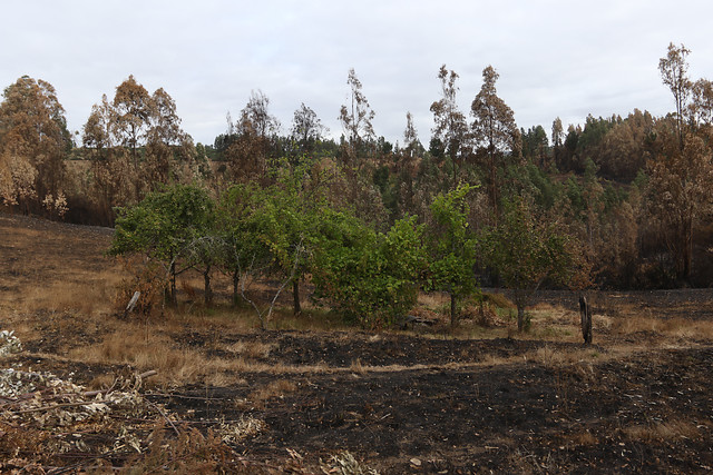 Diputados RN piden agilizar proyecto que tipifica usurpaciones de terreno como delito