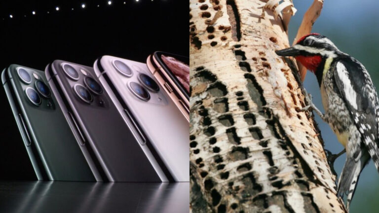 Estas 20 fotos podrían decirte si tienes tripofobia: El miedo que varios sintieron cuando vieron el nuevo iPhone