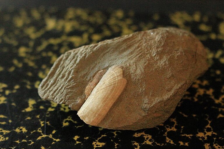 Descubren fósil de molusco primitivo que vivió en las costas de Chile hace 20 millones de años