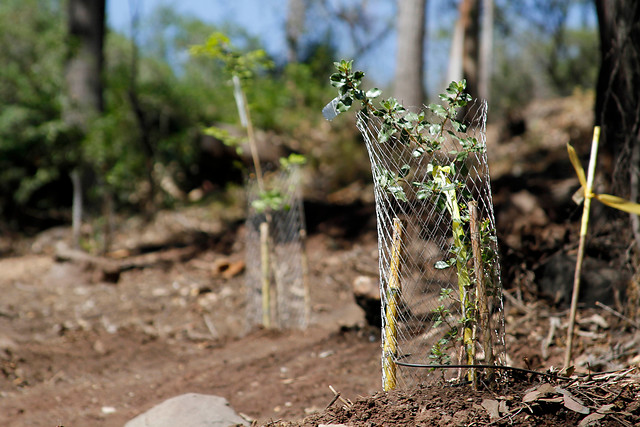 Quillota Respira, la campaña ambiental que propone plantar 100 mil árboles en 5 años