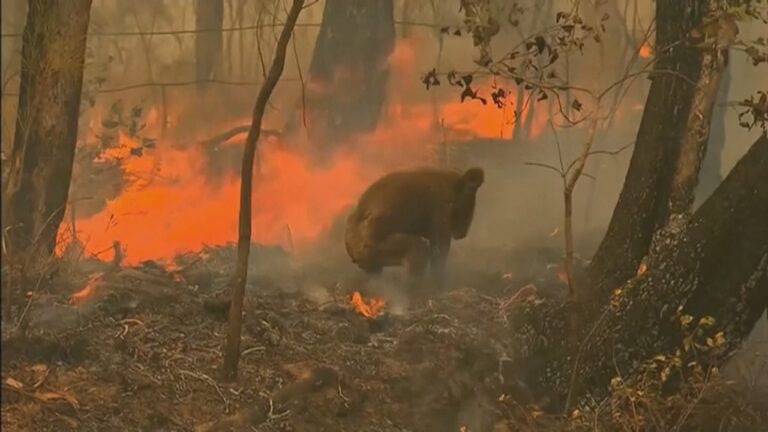 Incendios en Australia: Se han consumido más de un millón de hectáreas
