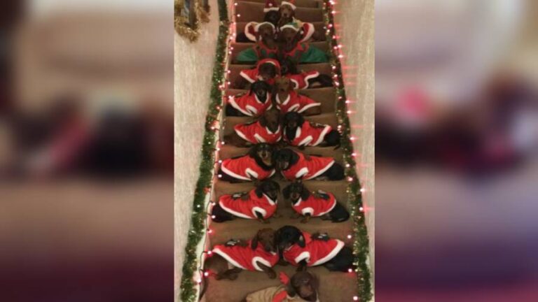 ¡Impresionante! Fotos de Navidad con 17 perros salchichas perfectamente alineados