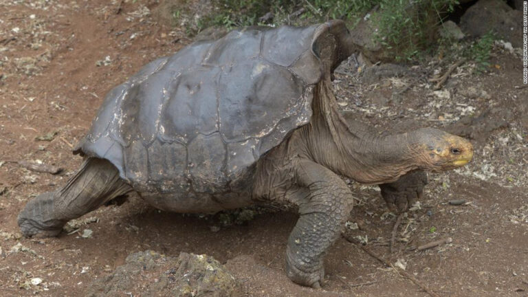 Diego, la tortuga gigante de Galápagos que logró salvar a toda su especie