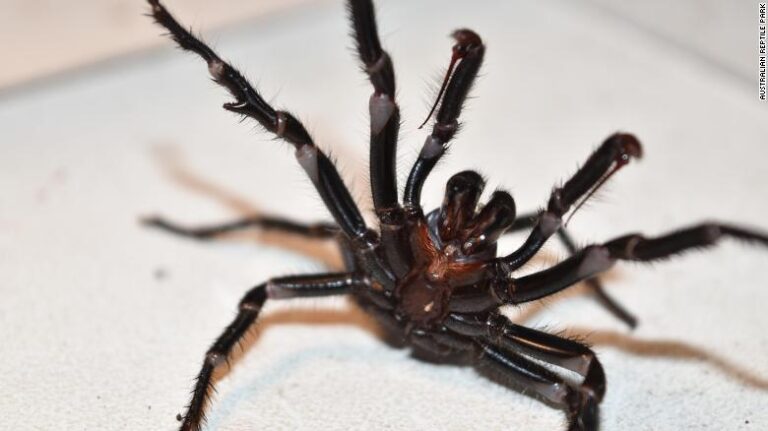 La araña mortal que mantiene a Australia en alerta