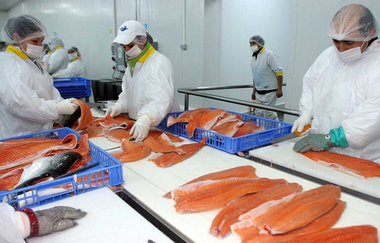 Seremi de Salud emitió alerta y ordenó retirar salmones del mercado por presencia de bacteria