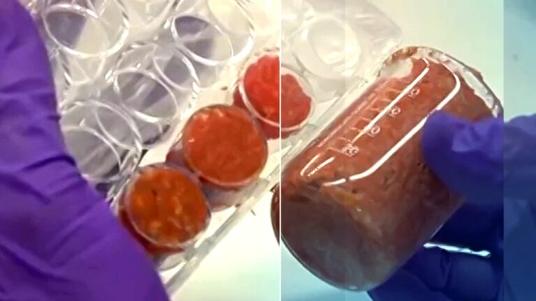 Carne cultivada, el futuro de la alimentación sin sacrificio animal ni emisiones de gases de efecto invernadero