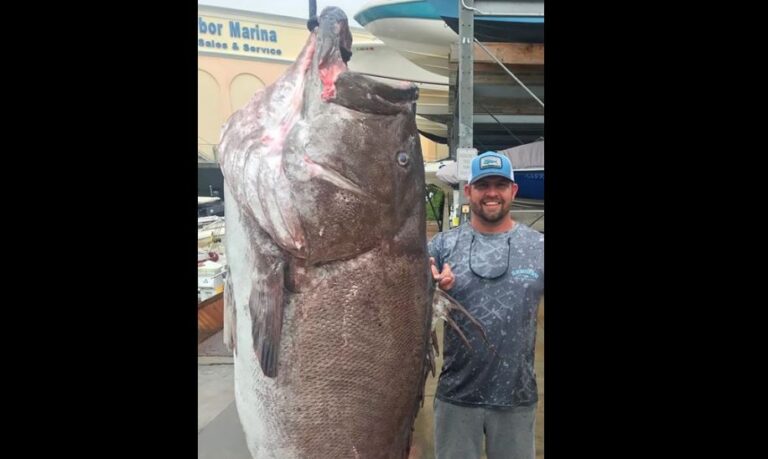 Impacto por hallazgo de pez de casi 160 kilos: Tiene 50 años