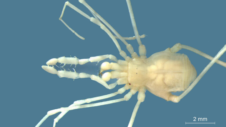 Científicos argentinos descubren una nueva especie de araña cavernícola