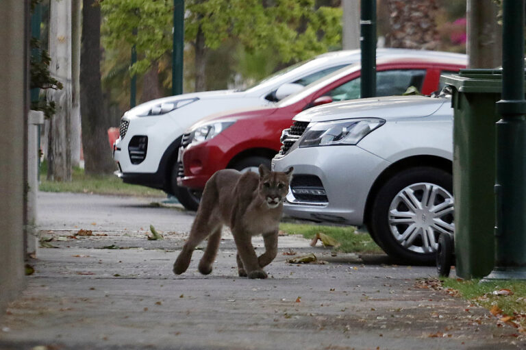 SAG afirmó que puma escapó del cerro Manquehue 