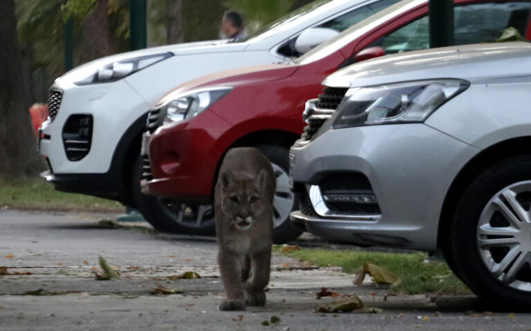 Otro puma en el sector oriente: Autoridades activaron plan para atraparlo