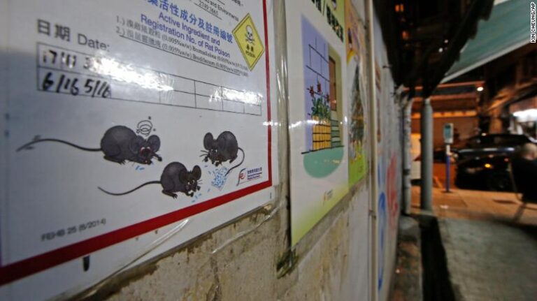 Hong Kong: Identifican cepas de hepatitis E de rata en humanos