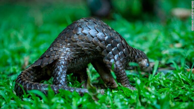 Más especies exóticas en peligro: Investigadores advierten que actividad humana amenaza la 