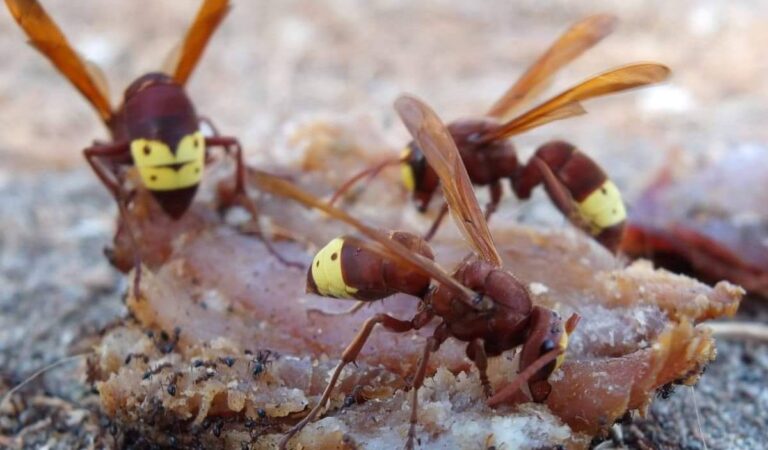 Vespa orientalis: Lo que tienes que saber del avispón oriental que llegó a Chile