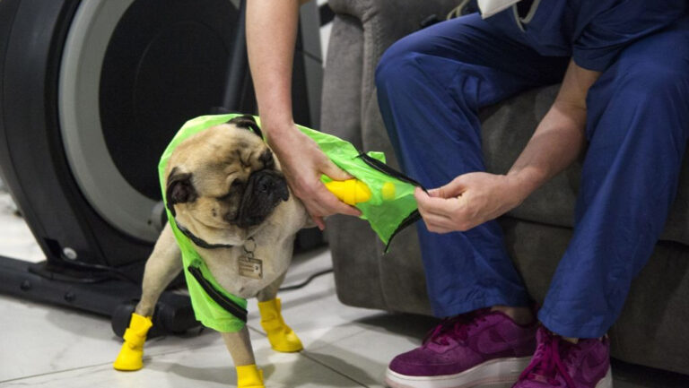 Este es Harely “El Tuerto”, el perro que entrega terapia emocional a médicos que combaten al COVID-19