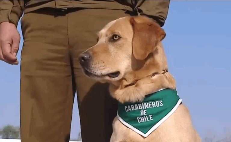 Perros chilenos son entrenados para detectar a personas contagiadas con COVID-19