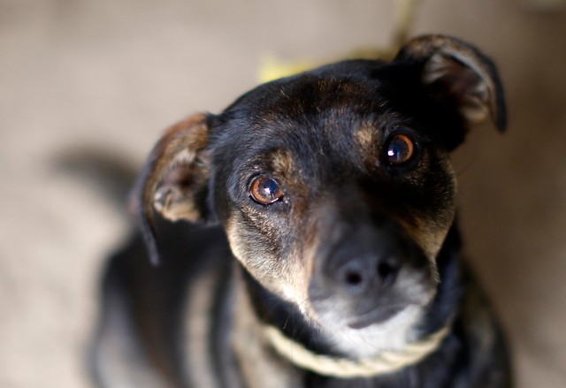 Corte de Apelaciones ordena liberación de perro retenido por deuda en hotel de mascotas