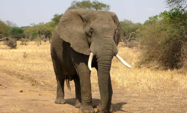 Zimbabue: Encuentran 12 elefantes muertos que habrían sido envenenados