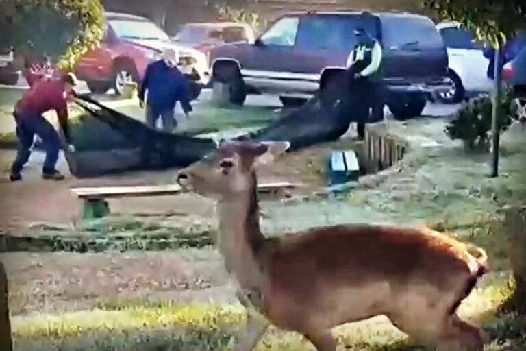 Revuelo causó la presencia de un venado en una villa de San Pedro de La Paz