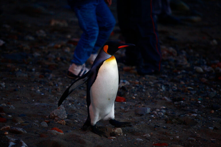Brasil: Encuentran muerto a pingüino magallánico con una mascarilla en su estómago