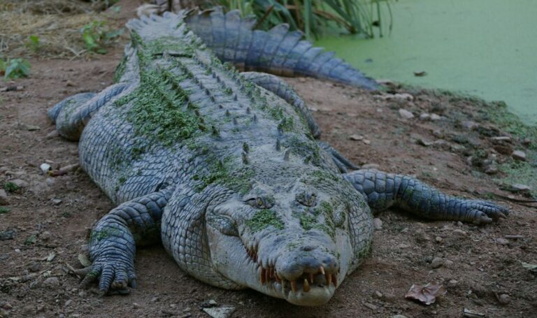 Australia: Capturan a cocodrilo de más de 4 metros en zona turística