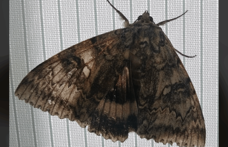 Encuentran rara polilla gigante en Chernóbil: Es del tamaño de un pájaro