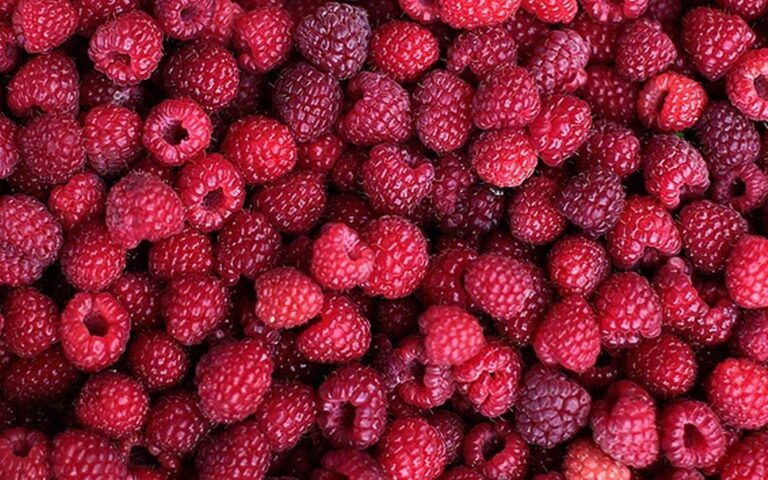 Revelan estafa en empresa de frambuesas: Se exportaban como productos chilenos, pero eran chinos