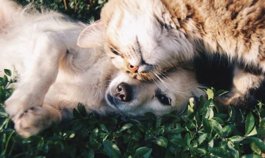 Efecto positivo de la pandemia: Adopción de mascotas aumentó en un 50%