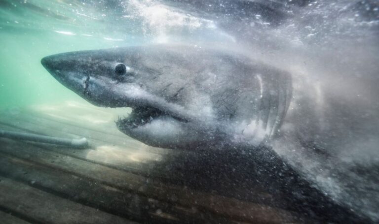 Encuentran tiburón de más de 5 metros y le apodan “la reina del océano”