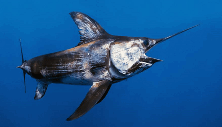 Tiburón versus Pez Espada: Los inéditos enfrentamientos registrados en las costas mediterráneas