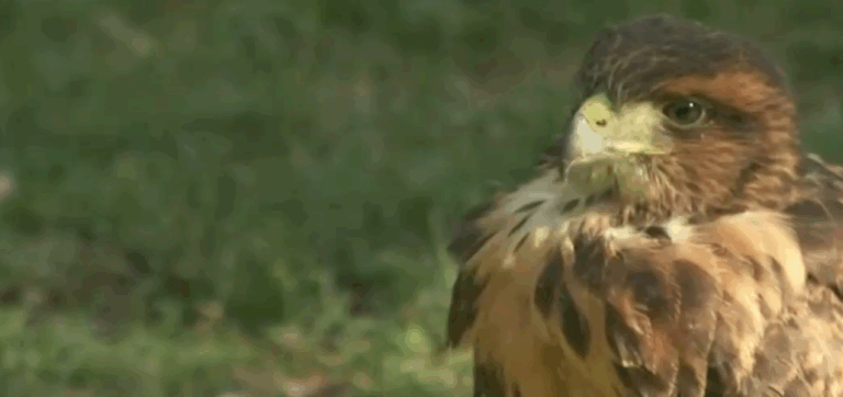 Rescatan a peuco que estaba herido y deambulaba en el Parque Forestal