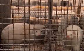 Francia sacrifica mil visones de una granja afectada por COVID-19