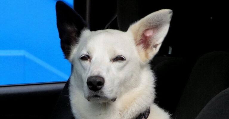 Los perros detectan la maldad de la gente, según la ciencia