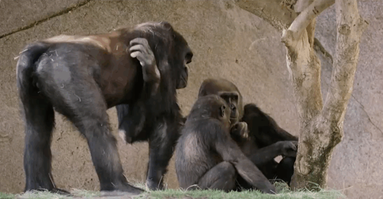 Detectan a los primeros gorilas contagiados con coronavirus