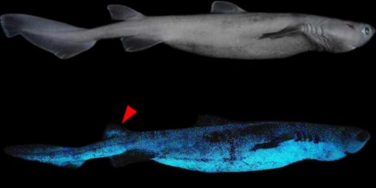 Nueva Zelandia: Expertos descubren impresionante tiburón que brilla en la oscuridad