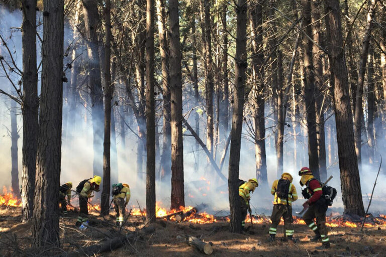 Conaf asegura que incendio forestal en Lago Peñuelas fue intencional: Comuna de Valparaíso se mantiene en Alerta Roja