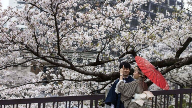 Temprana floración de flor de cerezos en Japón: Científicos advierten que es un síntoma del cambio climático