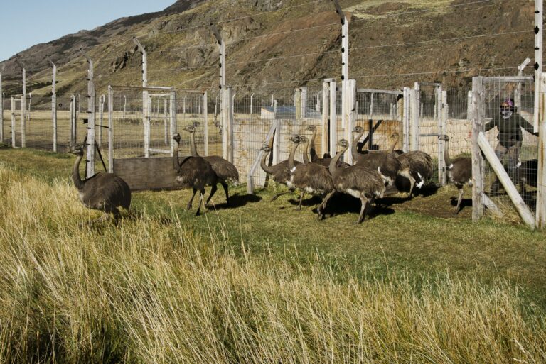 Es una especie al borde de la extinción en Aysén: Liberan a la vida silvestre a 14 ñandúes jóvenes criados en cautiverio