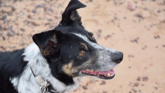Perra ovejera sorda volvió a trabajar tras aprender a leer señas