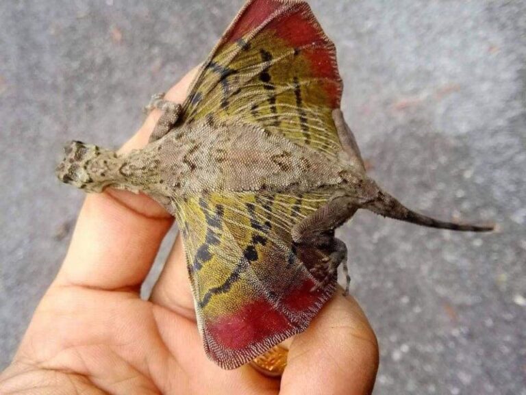 ¿Es un dragón? Esta es la increíble especie voladora que está causando furor en redes sociales