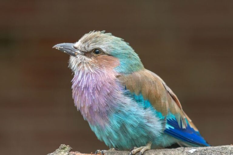 Logran captar en Escocia al extremadamente raro “pájaro arcoíris”: Hay sólo dos en todo el país